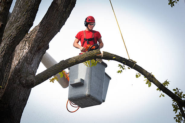 Best Tree Maintenance Programs  in USA